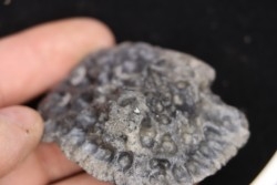 plaque dermique de crocodile    Alligator mississippiensis   Pléistocène   North Florida, USA