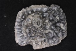 plaque dermique de crocodile    Alligator mississippiensis   Pléistocène   North Florida, USA