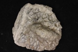 plaque dermique de crocodile    Alligator mississippiensis   Pléistocène   North Florida, USA