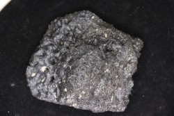 plaque dermique de crocodile    Alligator mississippiensis   Pléistocène   North Florida, USA