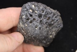 plaque dermique de crocodile    Alligator mississippiensis   Pléistocène   North Florida, USA