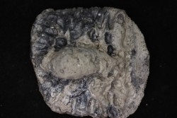 grosse plaque dermique de crocodile    Alligator mississippiensis   Pléistocène   North Florida, USA