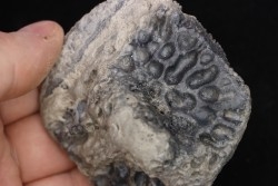 grosse plaque dermique de crocodile    Alligator mississippiensis   Pléistocène   North Florida, USA