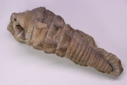 Campanile lachesis - Priabonien - Kraymorie, Bulgarie