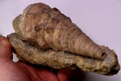 Campanile lachesis - Priabonien - Kraymorie, Bulgarie