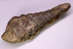 Campanile lachesis - Priabonien - Kraymorie, Bulgarie