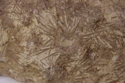 ARCHAEOCIDARIS ALIQUANTULA  Mississippien - CARBONIFERE  Gilmore City Formation  Gilmore City, Iowa - USA