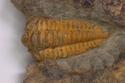 trilobite de Bretagne: Colpocoryphe Rouaulti - Llandelien - Laillé, Guichen (35) - FRANCE