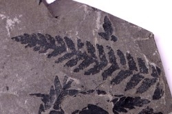 Fougère: PECOPTERIS HEMITELIODES (Brongniart) Stephanian (carboniferous)  Sanvignes les Mines (71) FRANCE