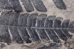 Fougère:  NEUROPTERIS PLANCHARDI (Zeiller) Stephanian (carboniferous)  Sanvignes les Mines (71) FRANCE