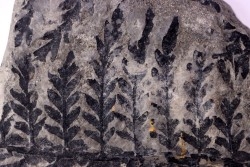 Fougère:  PECOPTERIS ELAVERICA (Zeiller)  Stephanian (carboniferous)  Sanvignes les Mines (71) FRANCE