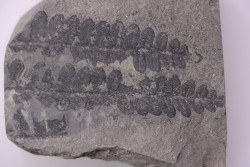 Fougère:  PECOPTERIS POLYMORPHA (Brongniart)  Stephanian (carboniferous)  Sanvignes les Mines (71) FRANCE
