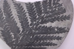 Fougère: PECOPTERIS HEMITELIODES (Brongniart) Stephanian (carboniferous)  Sanvignes les Mines (71) FRANCE