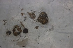 trilobite:  calymene breviceps  cyphaspis chrityi  silurian  Waldron Shale  Waldron, indiana, USA