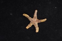 Denebia americana  Cretaceous  paw paw Fmt  Tuland's Farm, Argyle, Texas - USA