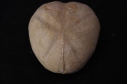 Macraster roberti var ovata  albien - L cretaceous  Duck creek formation  Grayson co, Texas, USA