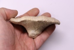 Heteropora sp.  jurassique  Cosne, 42, FRANCE