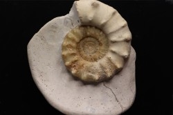 Peltoceras athleta - callovien supérieur - Montreuil-Bellay - FRANCE