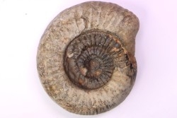 Catacoeloceras crassum (Y&B)   - Toarcien - Brionnais, France