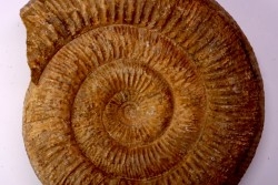 Skirroceras englandi  bajocien  Bayeux -14 - FRANCE