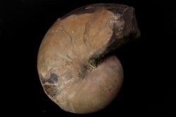 nautile avec coquille, CYMATOCERAS SAKALAVUM - Albien - Mahajanga, Madagascar