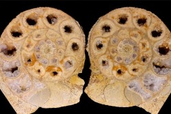 belle ammonite sciée recto/verso avec loges en quartz  jurassique  Normandie - FRANCE