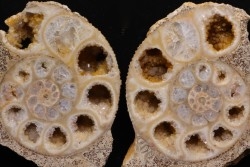 belle ammonite sciée recto/verso avec loges en quartz  jurassique  Normandie - FRANCE