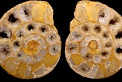 belle ammonite sciée recto/verso avec loges en quartz  jurassique  Normandie - FRANCE