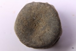 Vertébre d'ICHTHYOSAURE:  STENOPTERYGIUS  Toarcien inferieur  région de Nancy - FRANCE