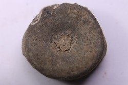 Vertébre d'ICHTHYOSAURE:  STENOPTERYGIUS  Toarcien inferieur  région de Nancy - FRANCE