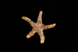 Denebia americana  Cretaceous  paw paw Fmt  Tuland's Farm, Argyle, Texas - USA