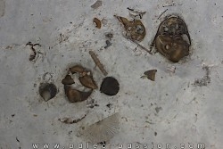 trilobite:  calymene breviceps  cyphaspis chrityi  silurian  Waldron Shale  Waldron, indiana, USA