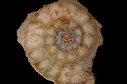 belle ammonite sciée avec loges en quartz  jurassique  Normandie - FRANCE