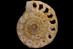 belle ammonite sciée avec loges en quartz légèrement améthysé   jurassique  Normandie - FRANCE