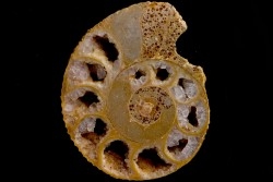 belle ammonite sciée avec loges en quartz  jurassique  Normandie - FRANCE