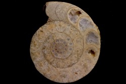 belle ammonite sciée  avec loges en quartz  jurassic  Normandy - FRANCE