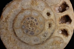 belle ammonite sciée  avec loges en quartz  jurassic  Normandy - FRANCE