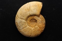 Puzosia compressa  - Cenomanian - Atsimo- Andrefana, Madagascar