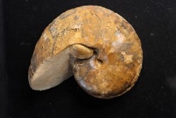 ANGLONAUTILUS sp.  Cenomanian  Atsimo- Andrefana, Madagascar