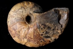 Cenoceras  belmontense - toarcien - Saone et Loire– FRANCE