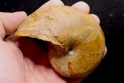 nautile:  Cenoceras  obesum (Sowerby)  Bajocien  Bayeux, Normandie– FRANCE