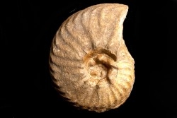 PSEUDOSCHLOENBACHIA (Rabenjanaharyella) RHOMBOIDALIS (Collignon, 1969,fig 2220)  campanien  Belo sur Tsiribihina - MADAGASCAR