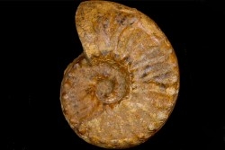 PSEUDOSCHLOENBACHIA (RABEIELLA) SPARSINODOSA  campanien  Belo sur Tsiribihina - MADAGASCAR