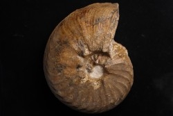 PSEUDOSCHLOENBACHIA (Rabenjanaharyella) RHOMBOIDALIS  campanien  Belo sur Tsiribihina - MADAGASCAR