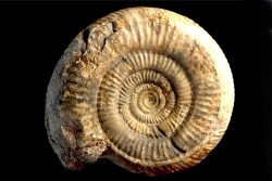 Leptosphinctes leptus - bajocian - Bayeux -14 - FRANCE