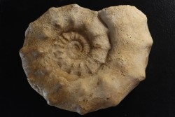 Peltoceras athleta - callovien supérieur - Montreuil-Bellay - FRANCE