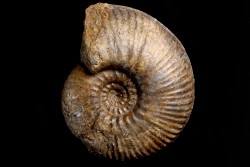 Hammatoceras pachu -  Toarcien  - Loire - FRANCE