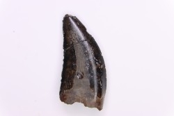 dinosaur tooth Nanotyrannus lancensis - Maastrichtian (South Dakota)