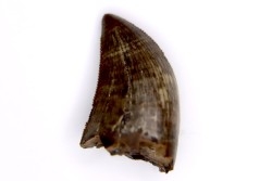 dinosaur tooth  Gorgosaurus libratus  Judith River Formation  upper cretaceous  Musselshell County - Montana - USA
