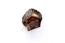 dinosaure TOOTH  ankylosaurus magniventris  Hell Creek Formation  upper cretaceous Dawson County, Montana - USA